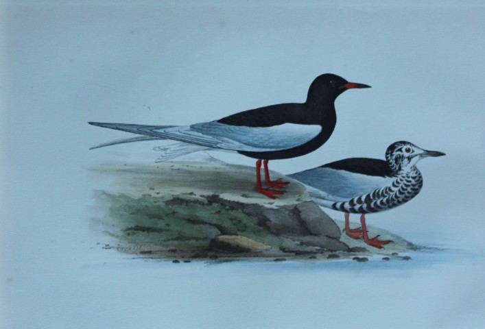 HL Meyer - Chromolithograph of Silver-winged Black Tern 1857