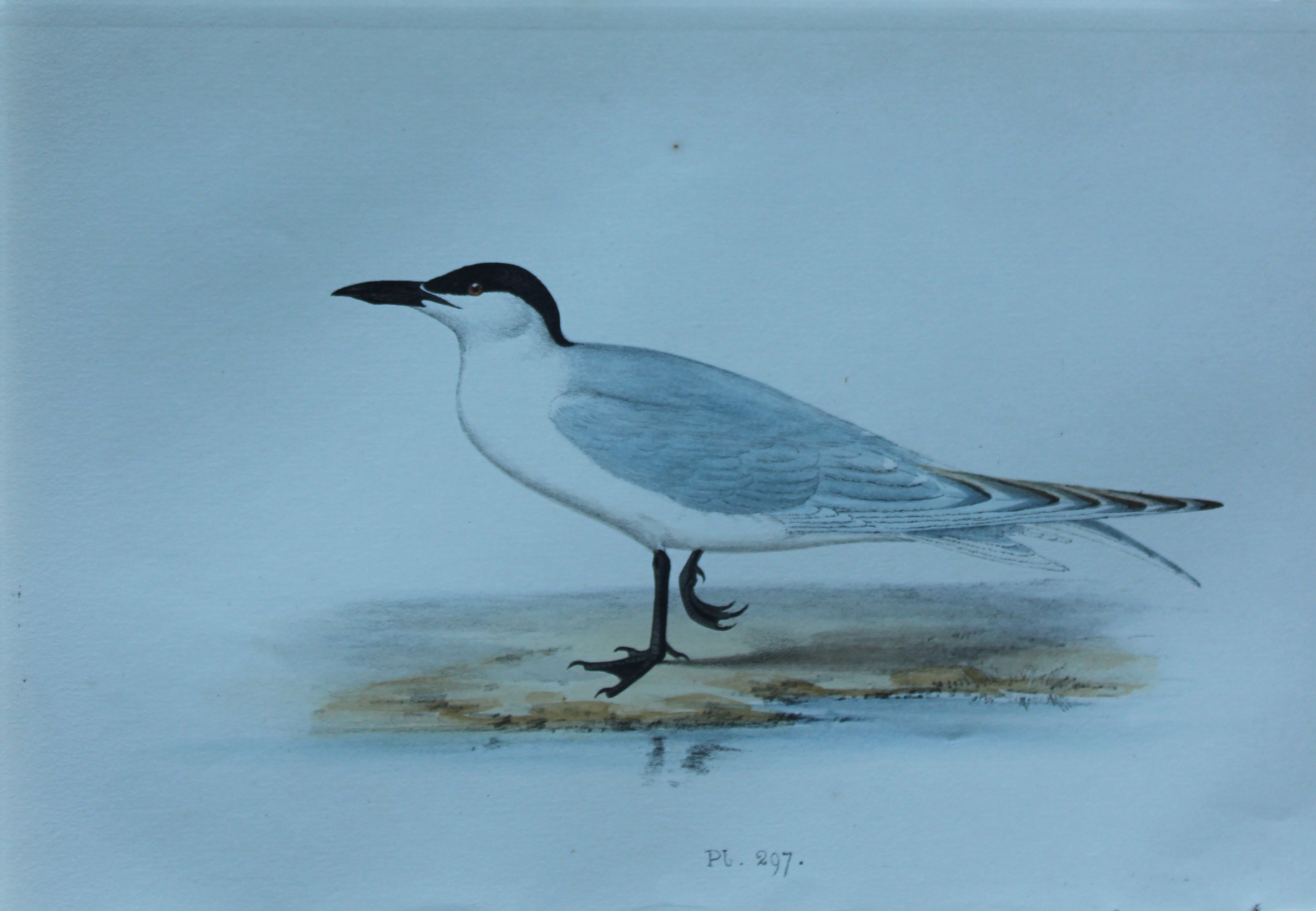 HL Meyer - Chromolithograph of Gull-billed Tern 1857