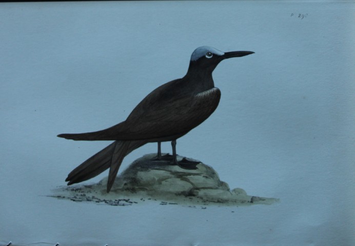 HL Meyer - Chromolithograph of Black Noddy 1857