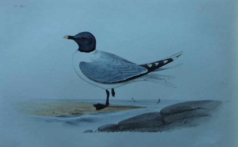 HL Meyer - Chromolithograph of Sabine's Gull 1857
