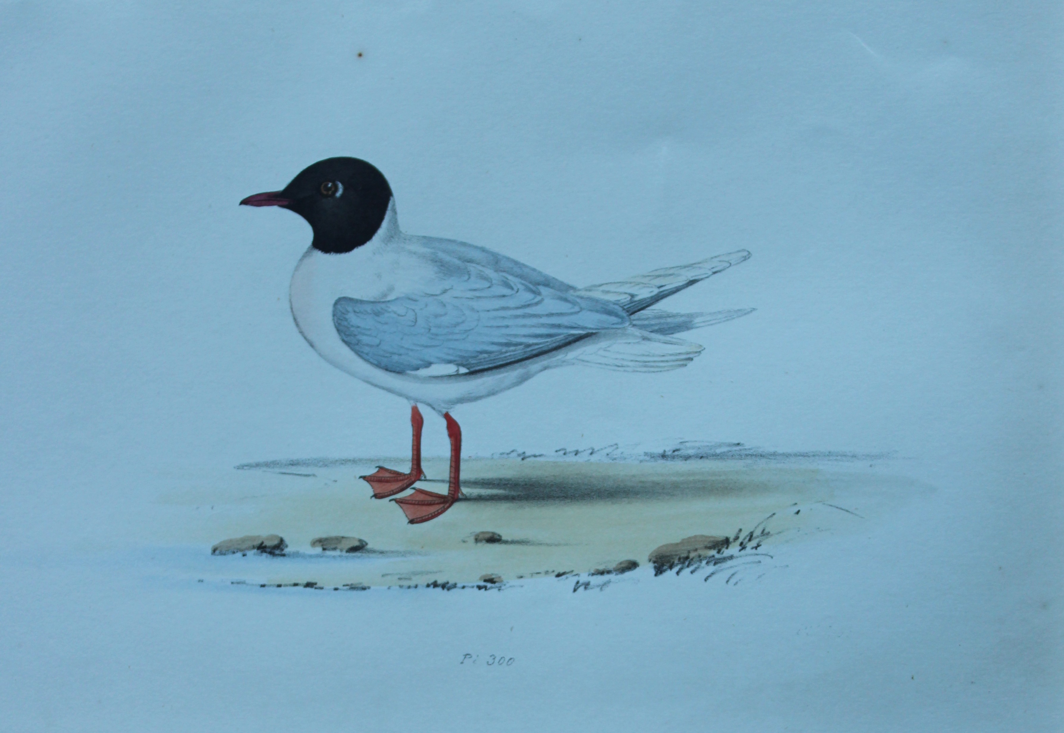 HL Meyer - Chromolithograph of Little Gull 1857