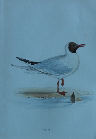 HL Meyer - Chromolithograph of Brown-headed Gull 1857
