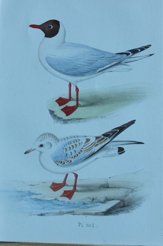HL Meyer - Chromolithograph of Pewit Gull 1857