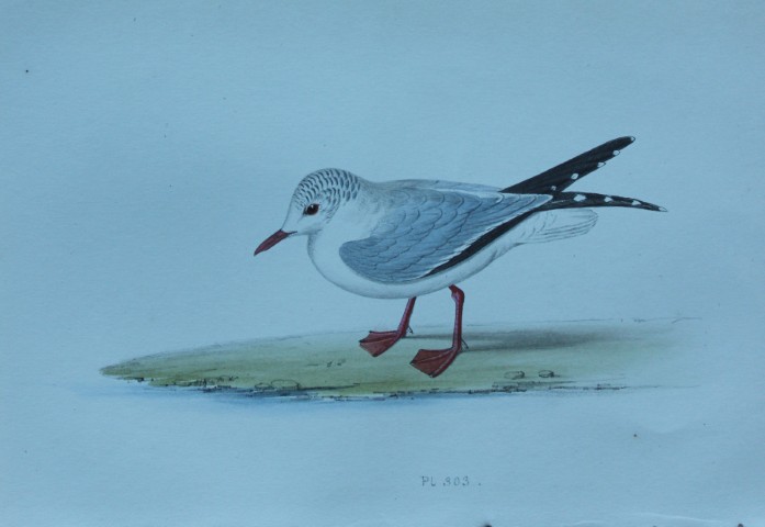 HL Meyer - Chromolithograph of Laughing Gull 1857