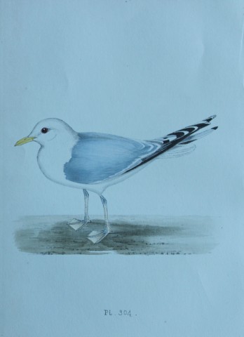 HL Meyer - Chromolithograph of Common Gull 1857