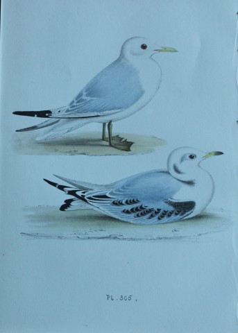 HL Meyer - Chromolithograph of Kittiwake 1857