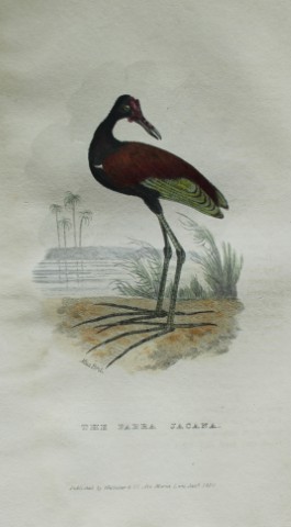 Baron Cuvier - Parra Jacana 1829
