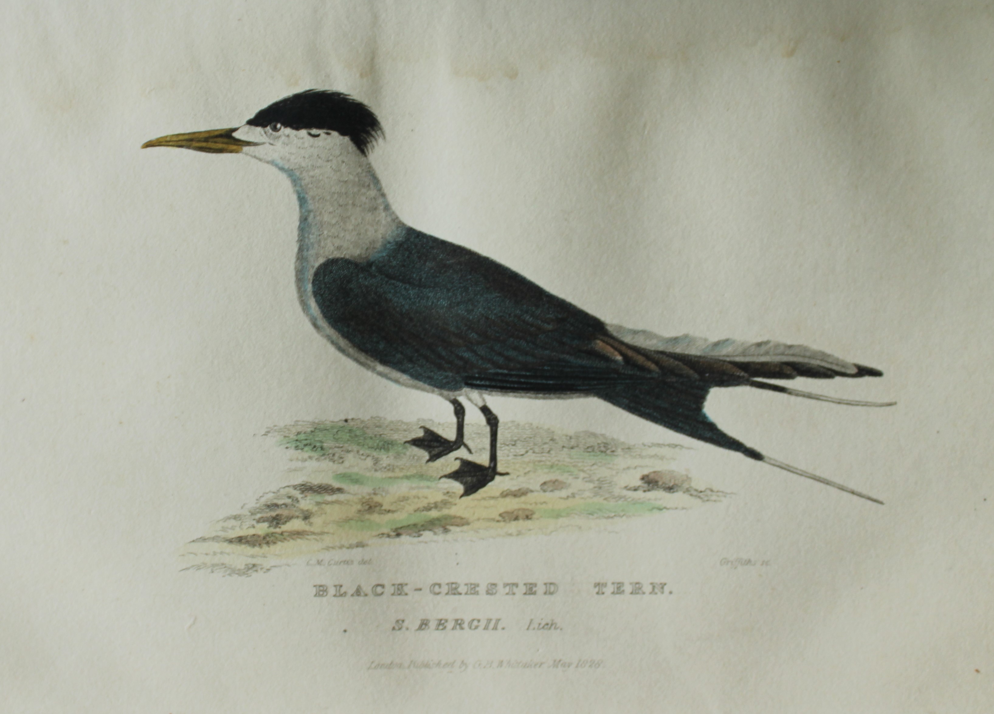 Baron Cuvier - Black Crested Tern 1829
