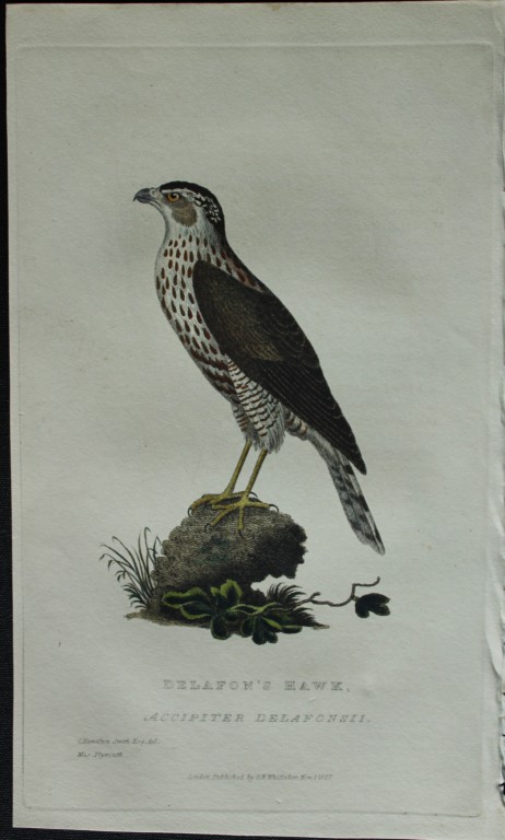 Baron Cuvier - Delafon's Hawk 1829
