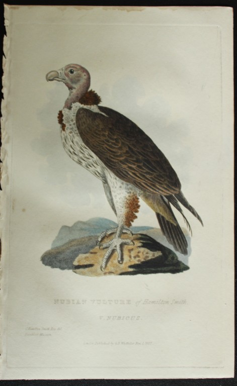 Baron Cuvier - The Nubian Vulture 1829