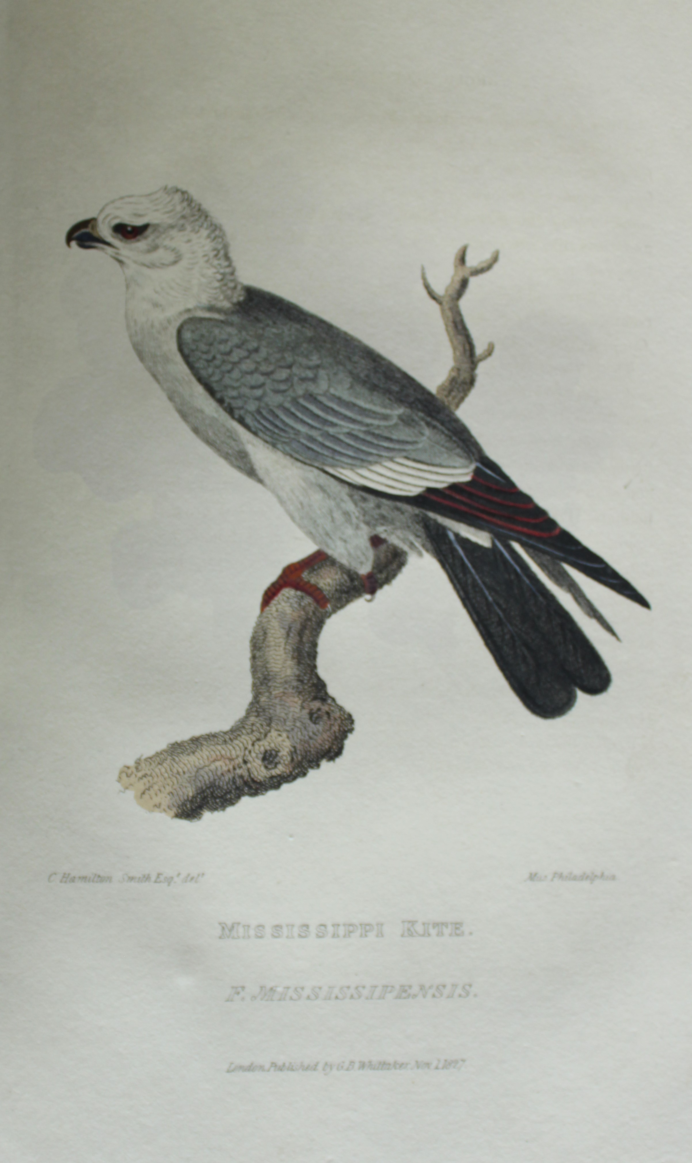 Baron Cuvier - Golden Crested Wren 1829