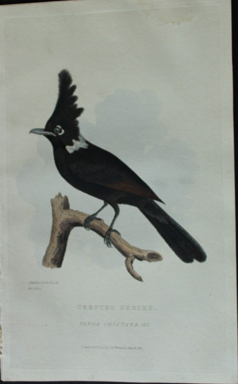 Baron Cuvier - The Crested Shrike 1829