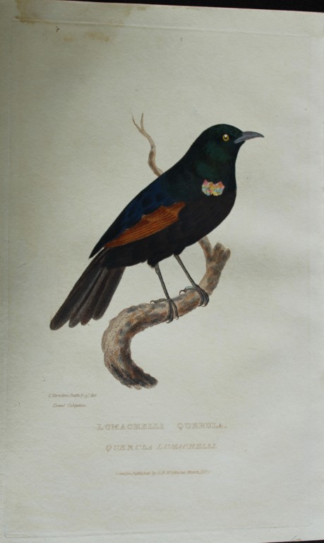 Baron Cuvier - The Lumachelli Querula 1829