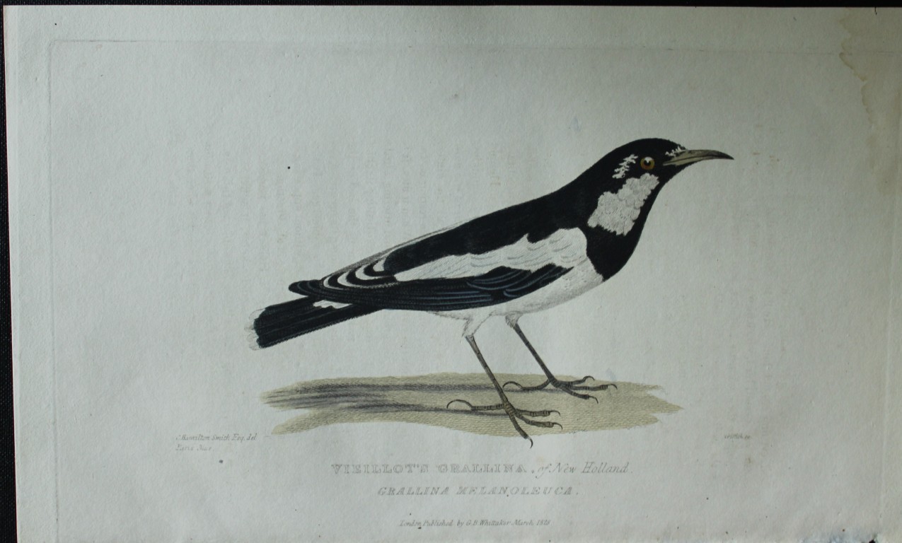 Baron Cuvier - Vieillot's Grallina 1829