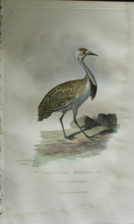 Baron Cuvier - The Ruffed Bustard 1829