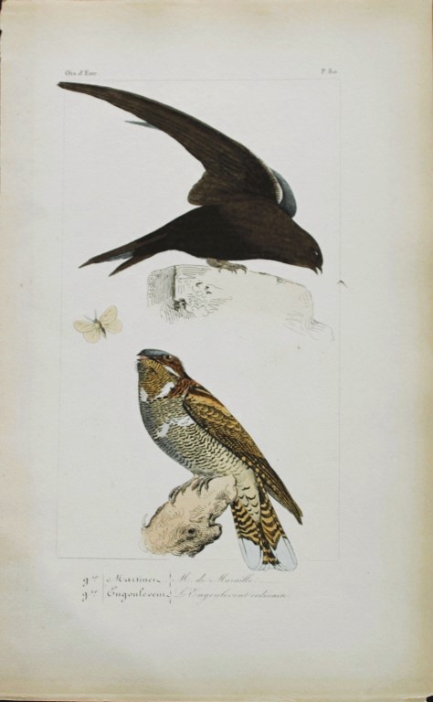 Charles Lemaire - Martin and Nightjar from Birds of Europe 1864