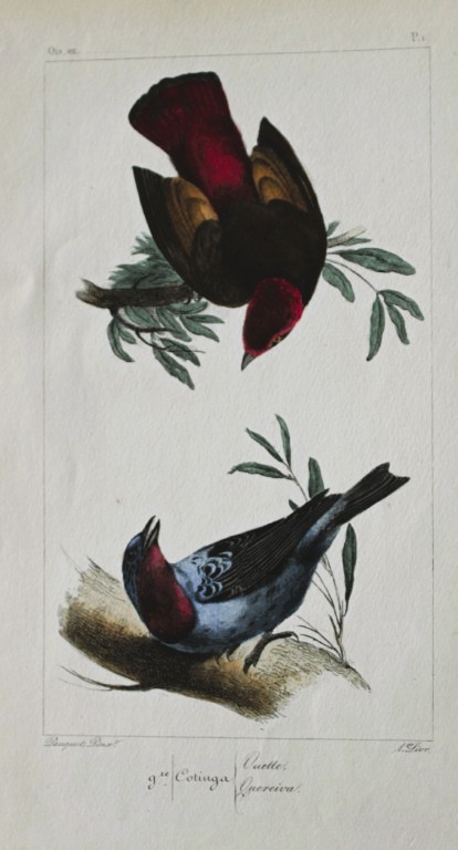 Charles Lemaire - The Cotinga from Exotic Birds 1836