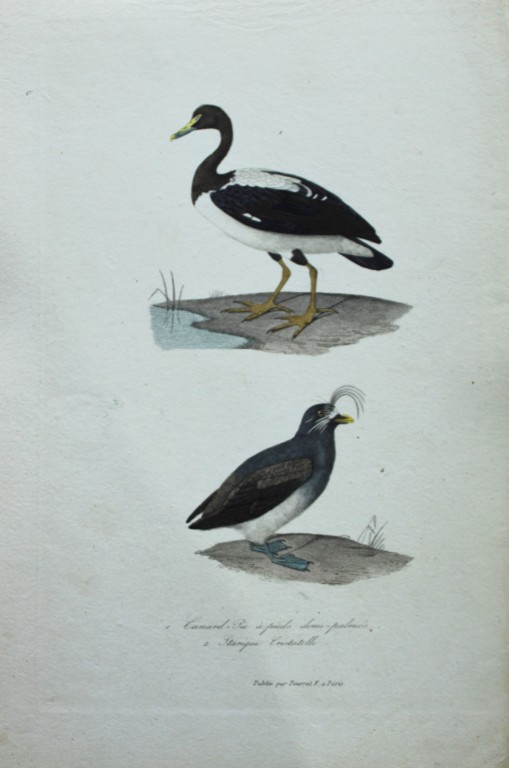 Charles Lemaire - Magpie Goose and Crested Auk from Exotic Birds 1836