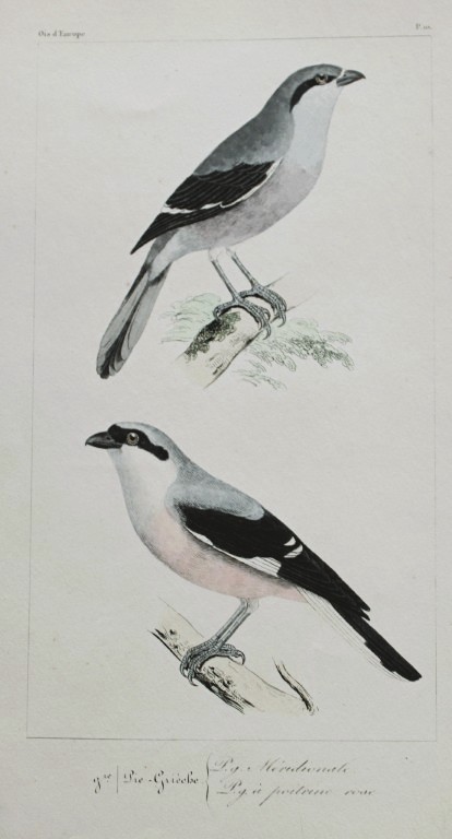 Charles Lemaire - Shrikes from Birds of Europe 1864