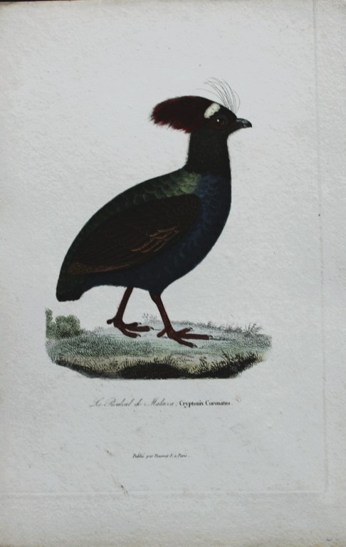 Rene Lesson - Crested Partridge 1838