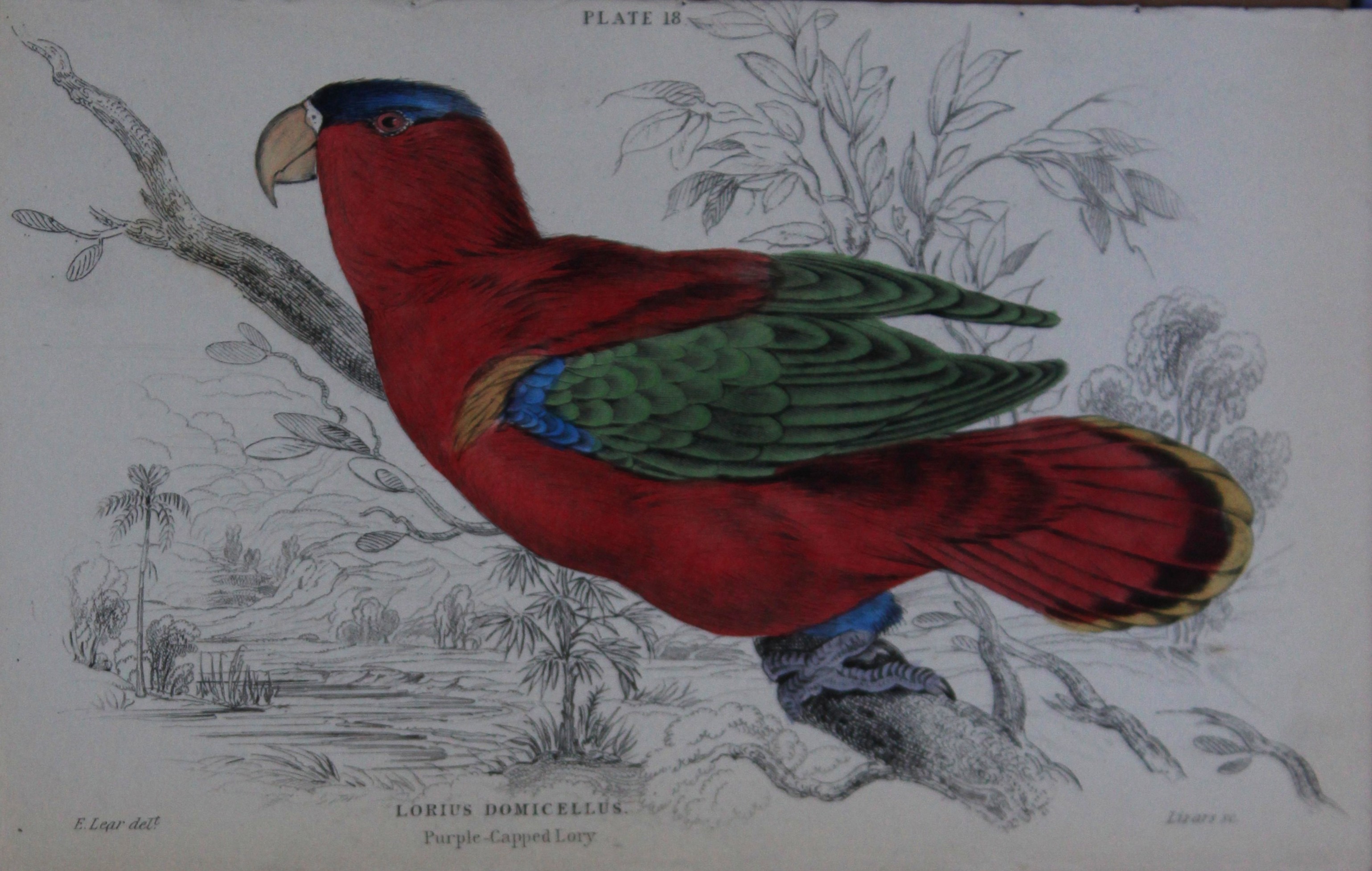 Edward Lear - Hand-coloured engraving of Purple Capped Lory 1836