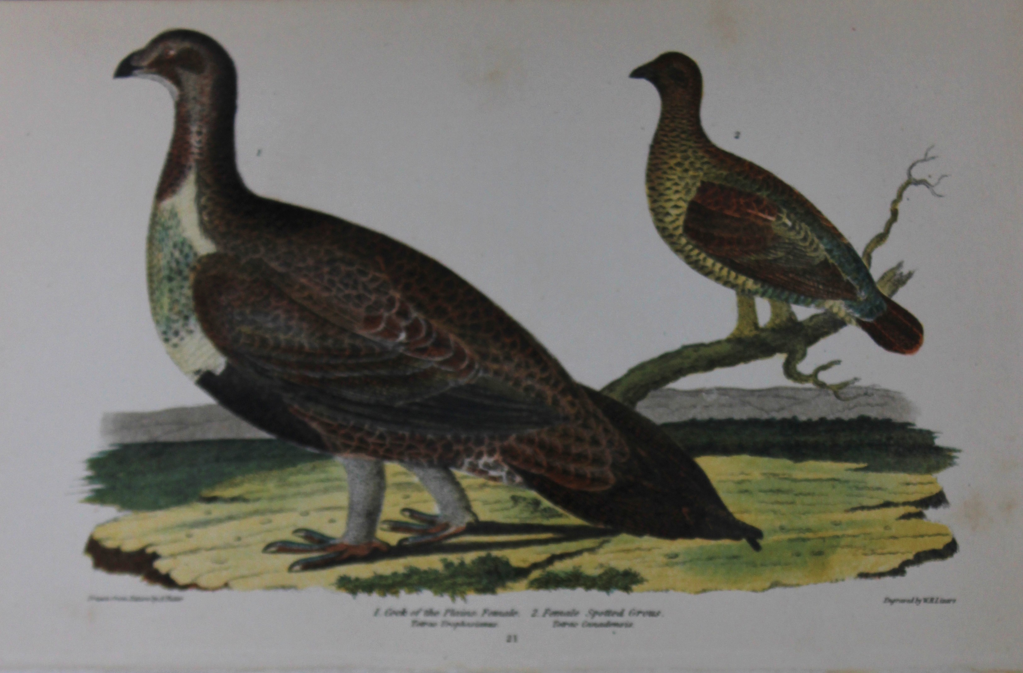 A Wilson and Bonaparte - Print of Spotted Grouse 1877