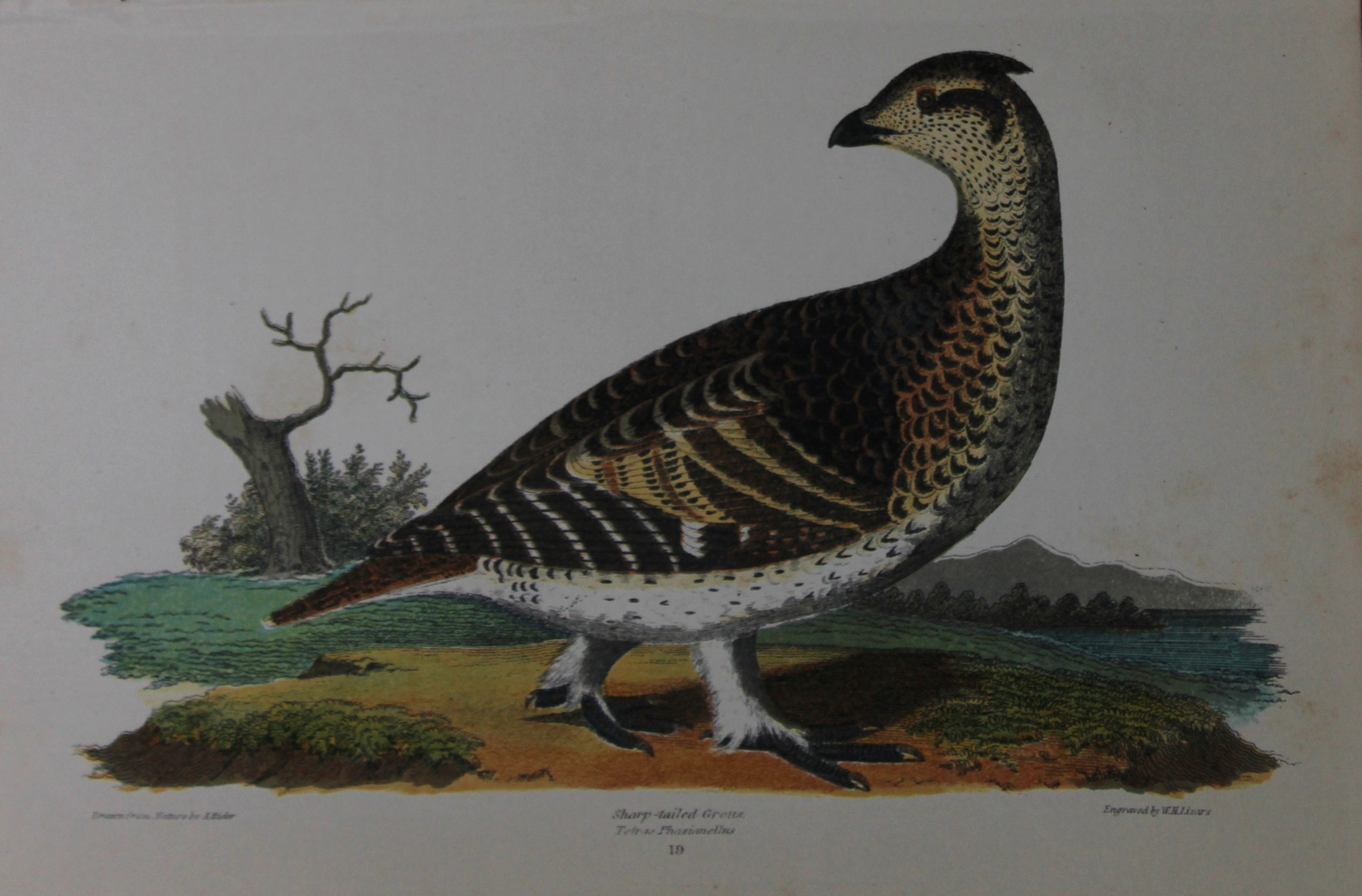 A Wilson and Bonaparte - Print of Sharp-tailed Grouse 1877