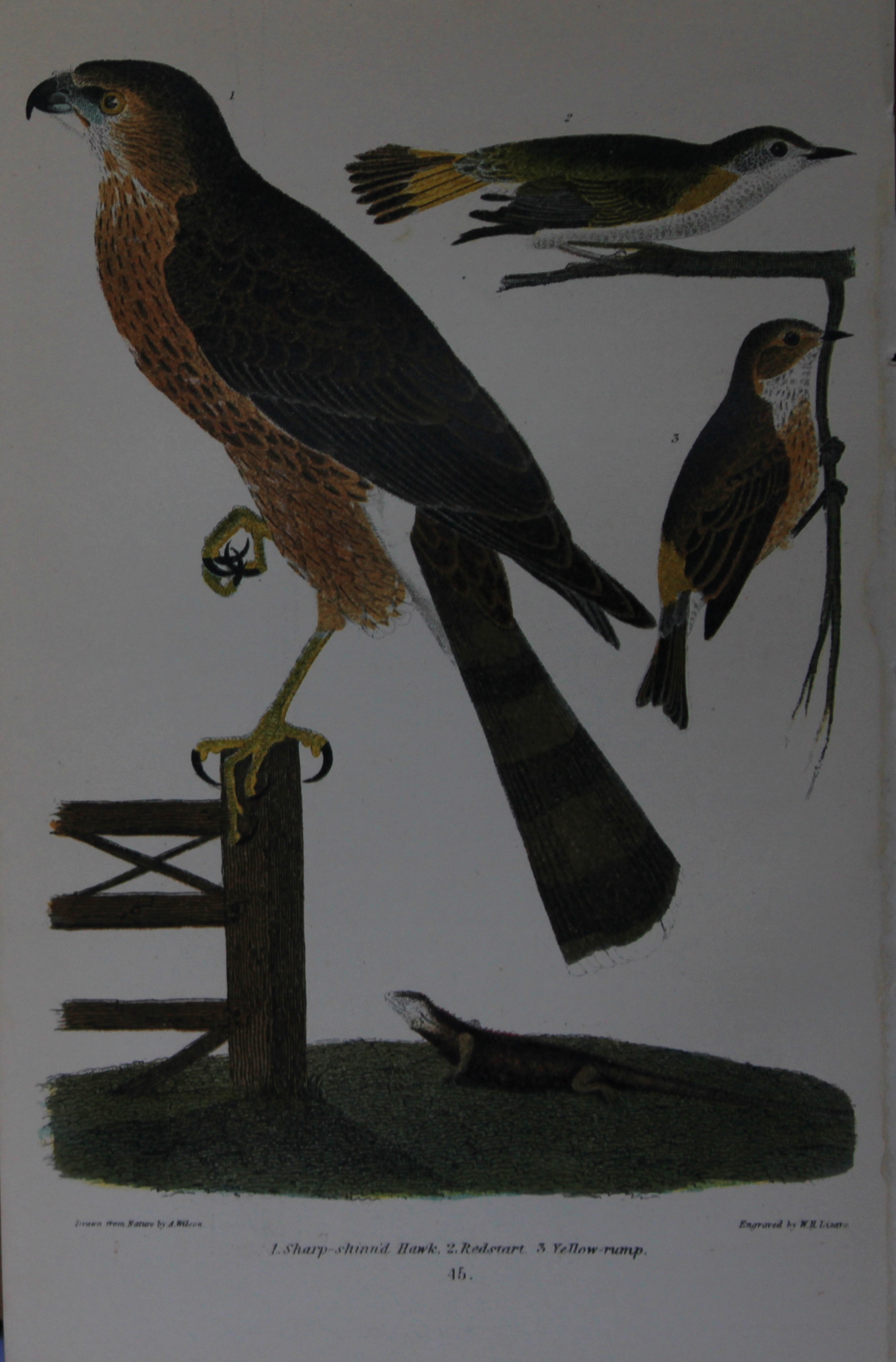 A Wilson and Bonaparte - Print of Hawk, Redstart and Yellowrump 1877