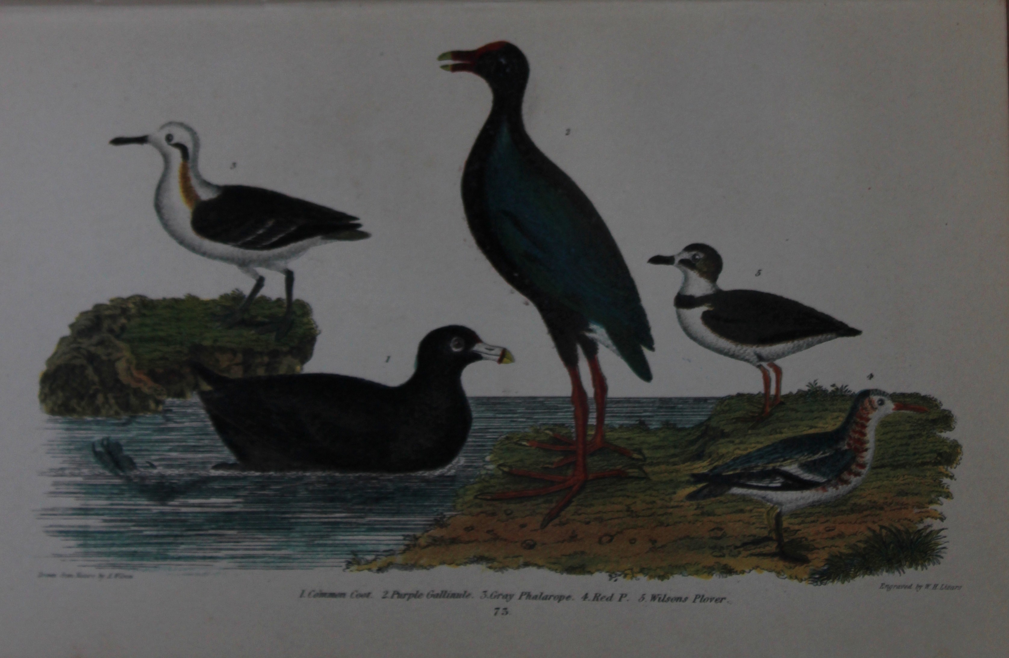 A Wilson and Bonaparte - Print of Coot, Phalaropes, Gallinule and Plover 1877