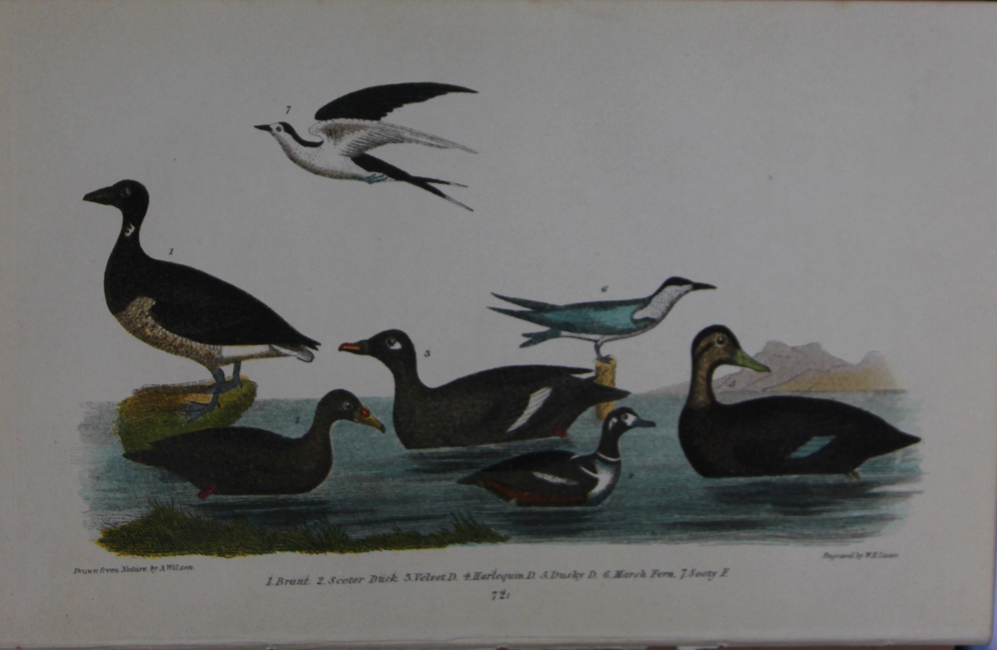 A Wilson and Bonaparte - Print of Ducks 1877
