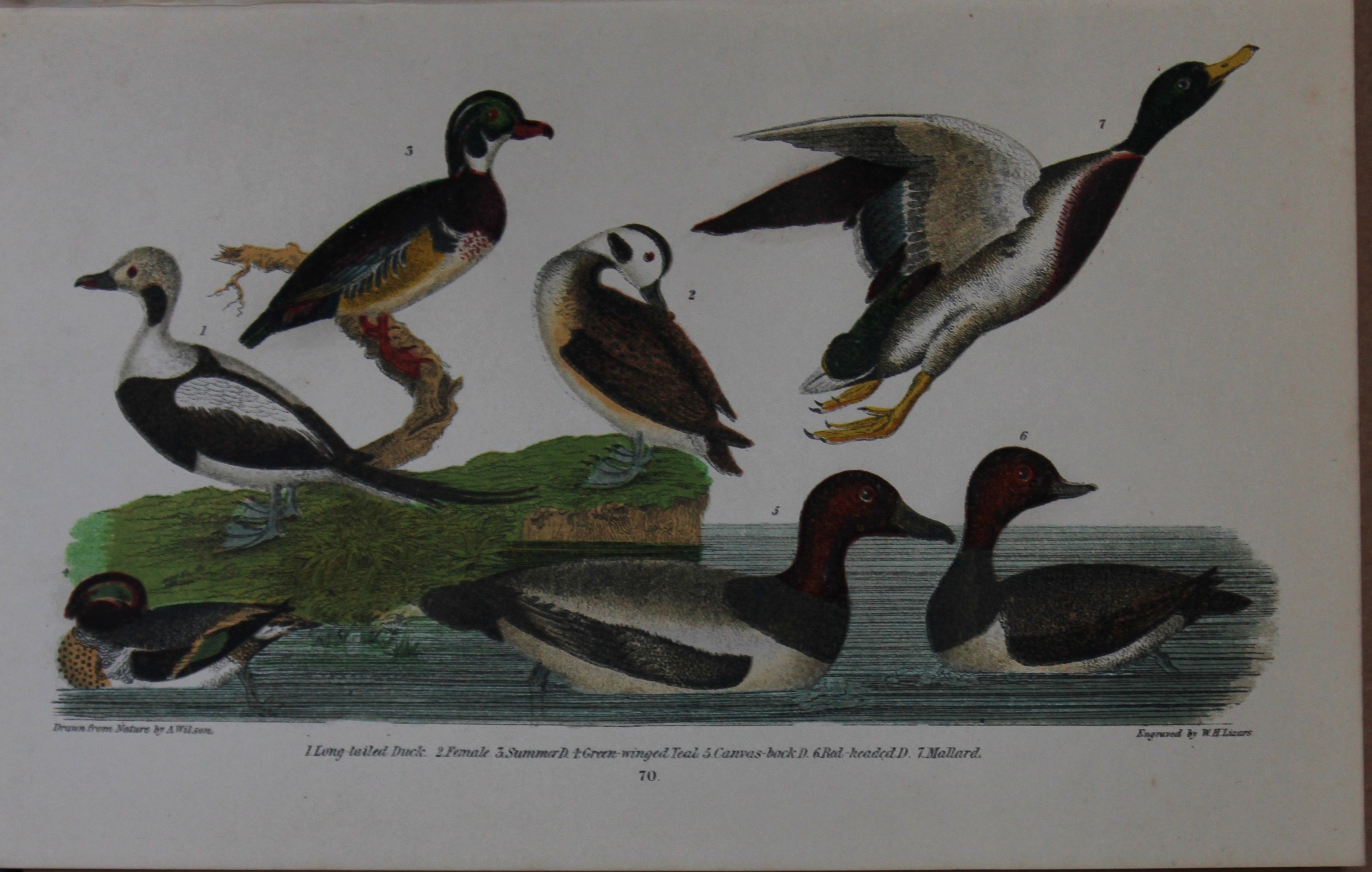 A Wilson and Bonaparte - Print of Ducks 1877