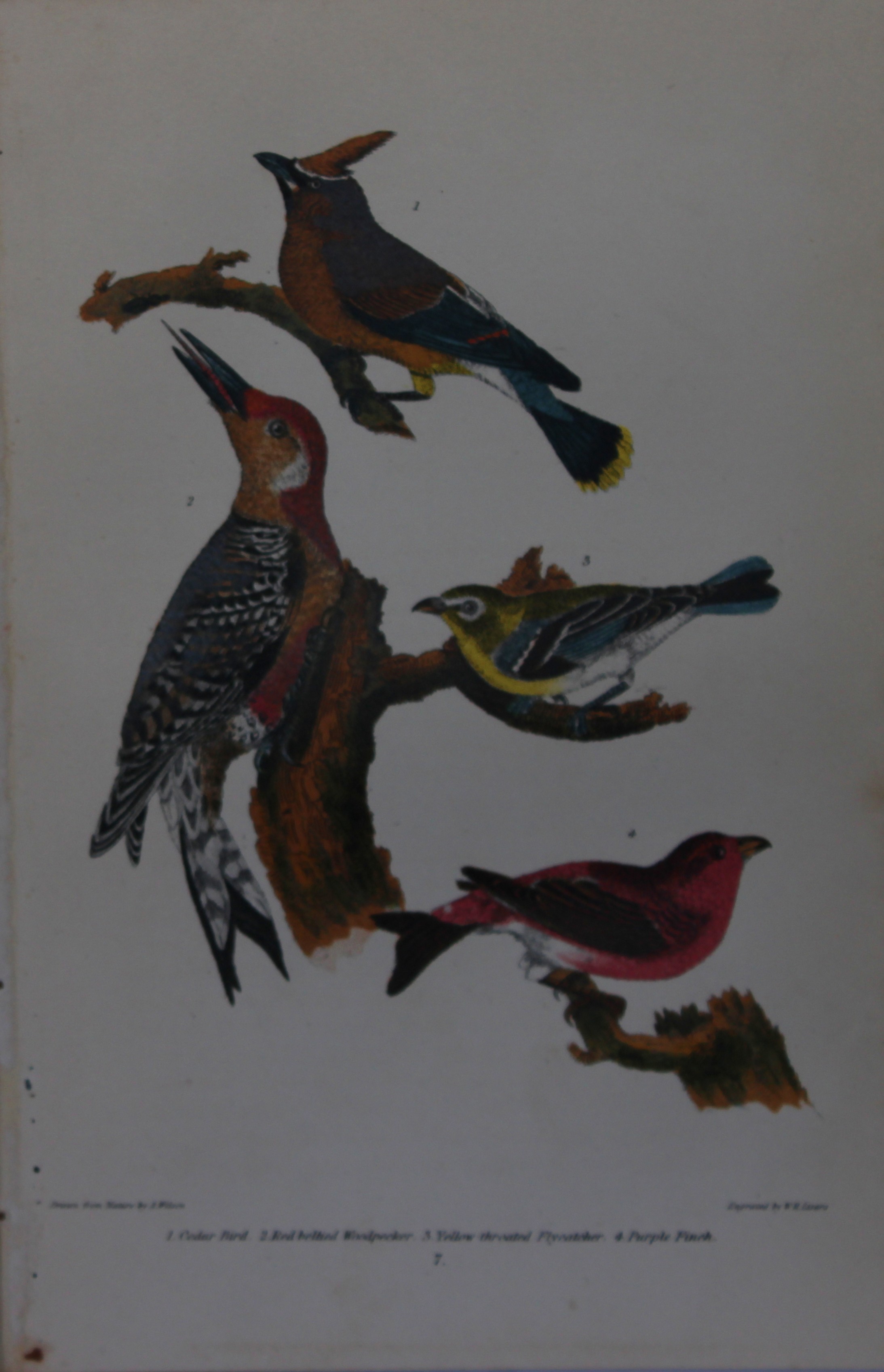 A Wilson and Bonaparte - Print of  Woodpecker, Finch and Flycatcher 1877