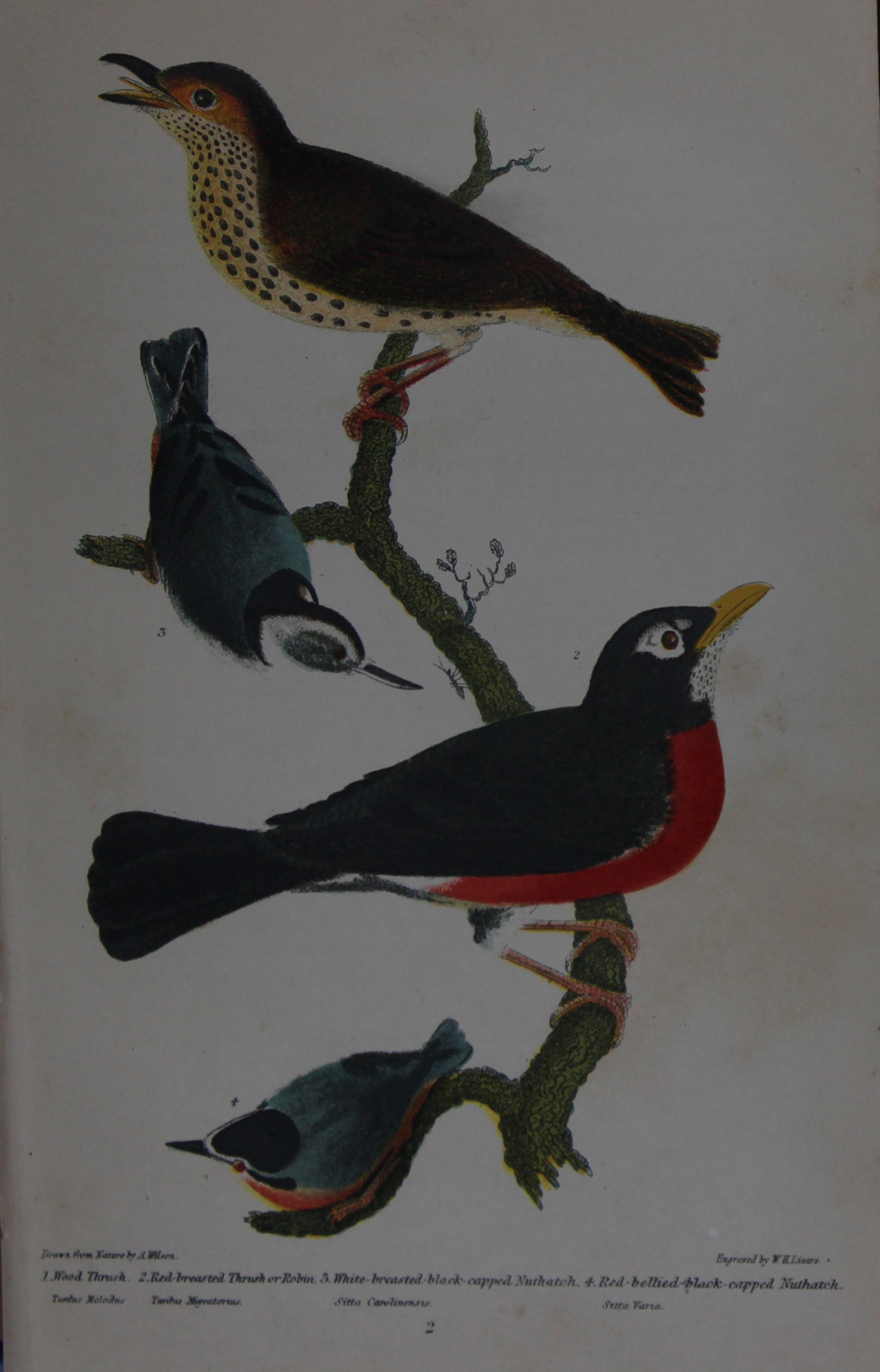 A Wilson and Bonaparte - Print of Thrush, Robin and Nuthatches 1877