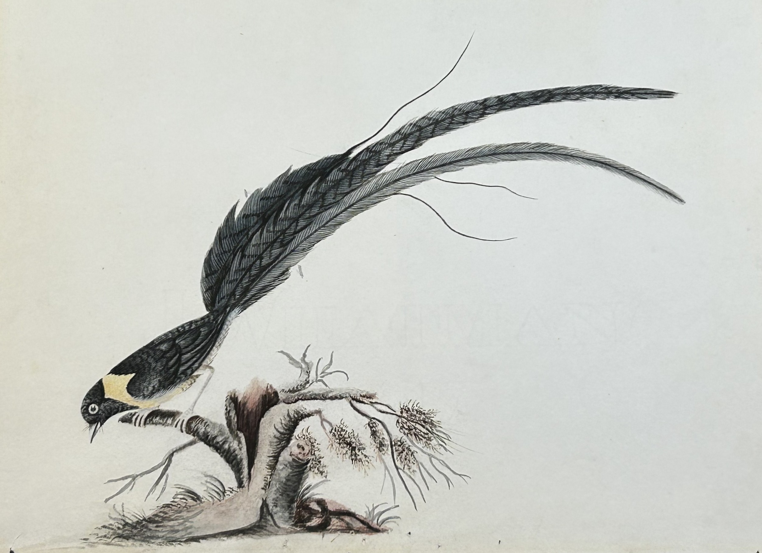 William Hayes - Hand-coloured engraving  of Red-breasted Long-tailed Finch 1817