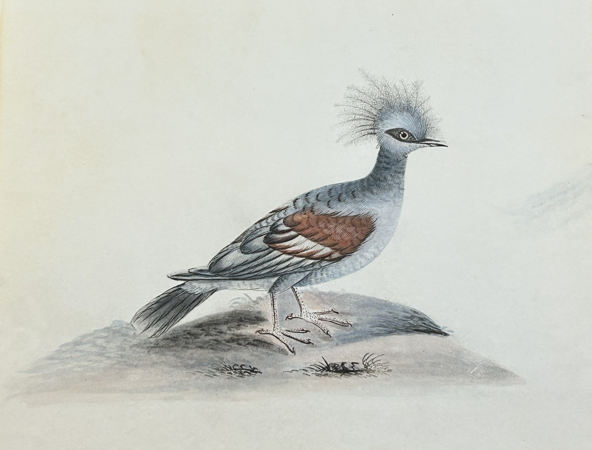 William Hayes - Hand-coloured engraving  of Great Crowned Indian Pigeon 1817
