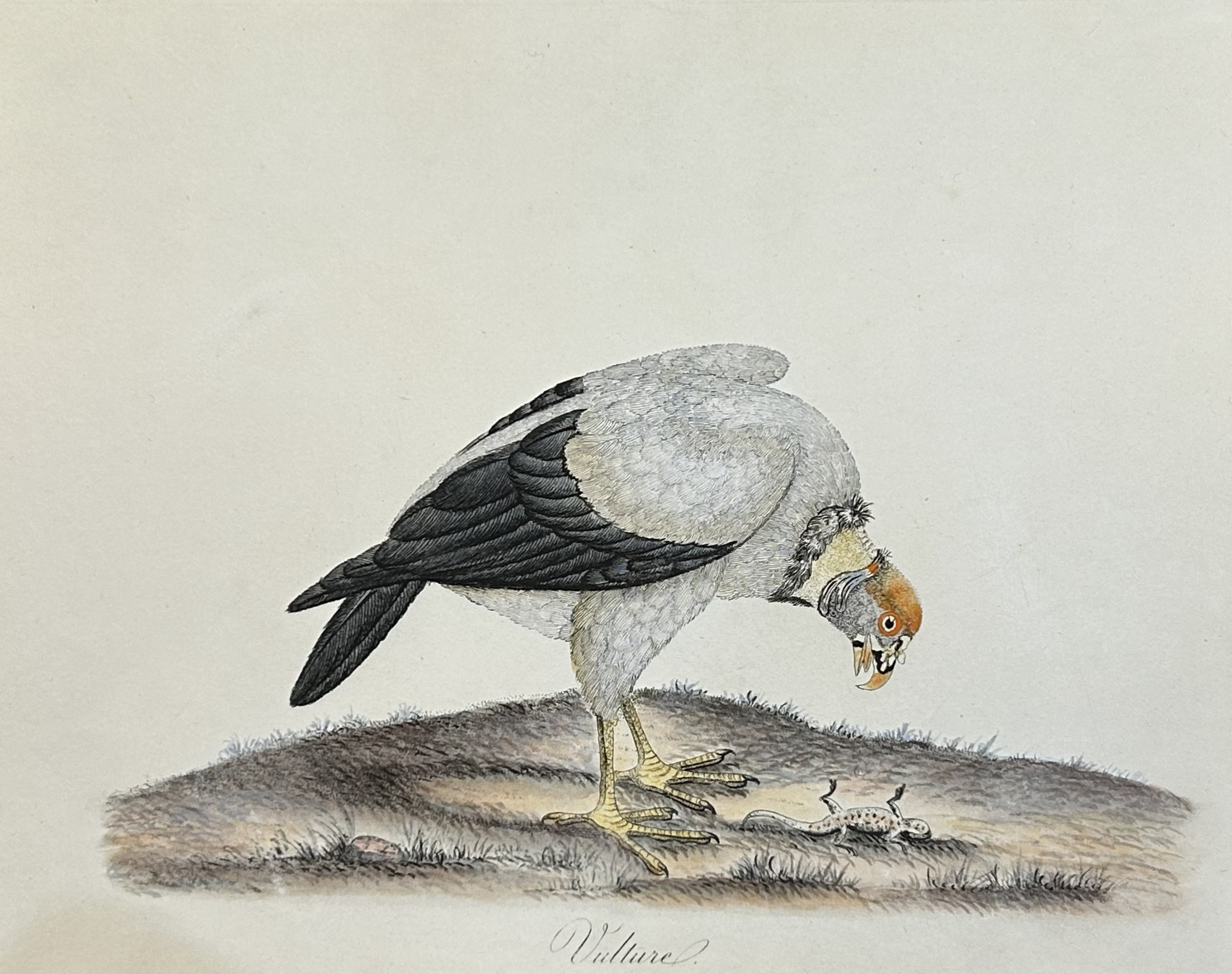 William Hayes - Hand-coloured engraving  of Vulture 1817