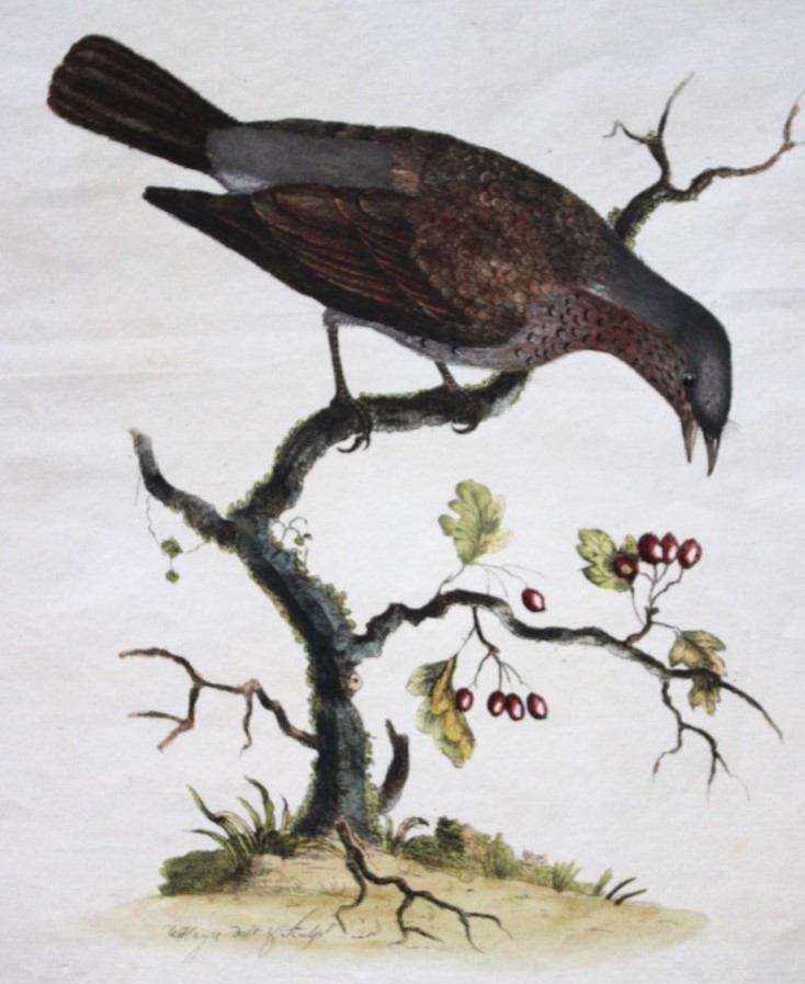 William Hayes - Hand-coloured engraving of Fieldfare 1775