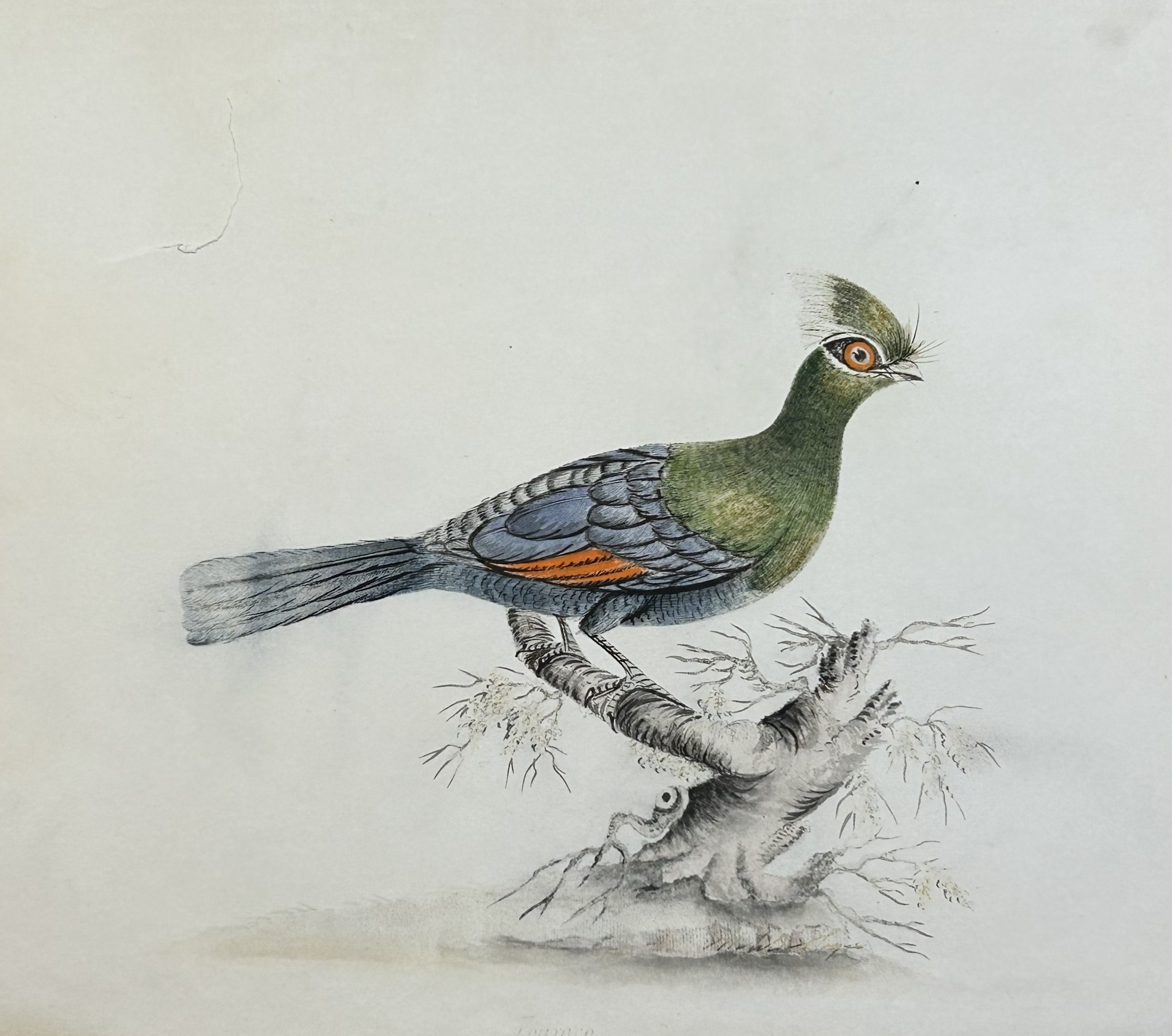 William Hayes - Hand-coloured engraving  of Touraco 1817