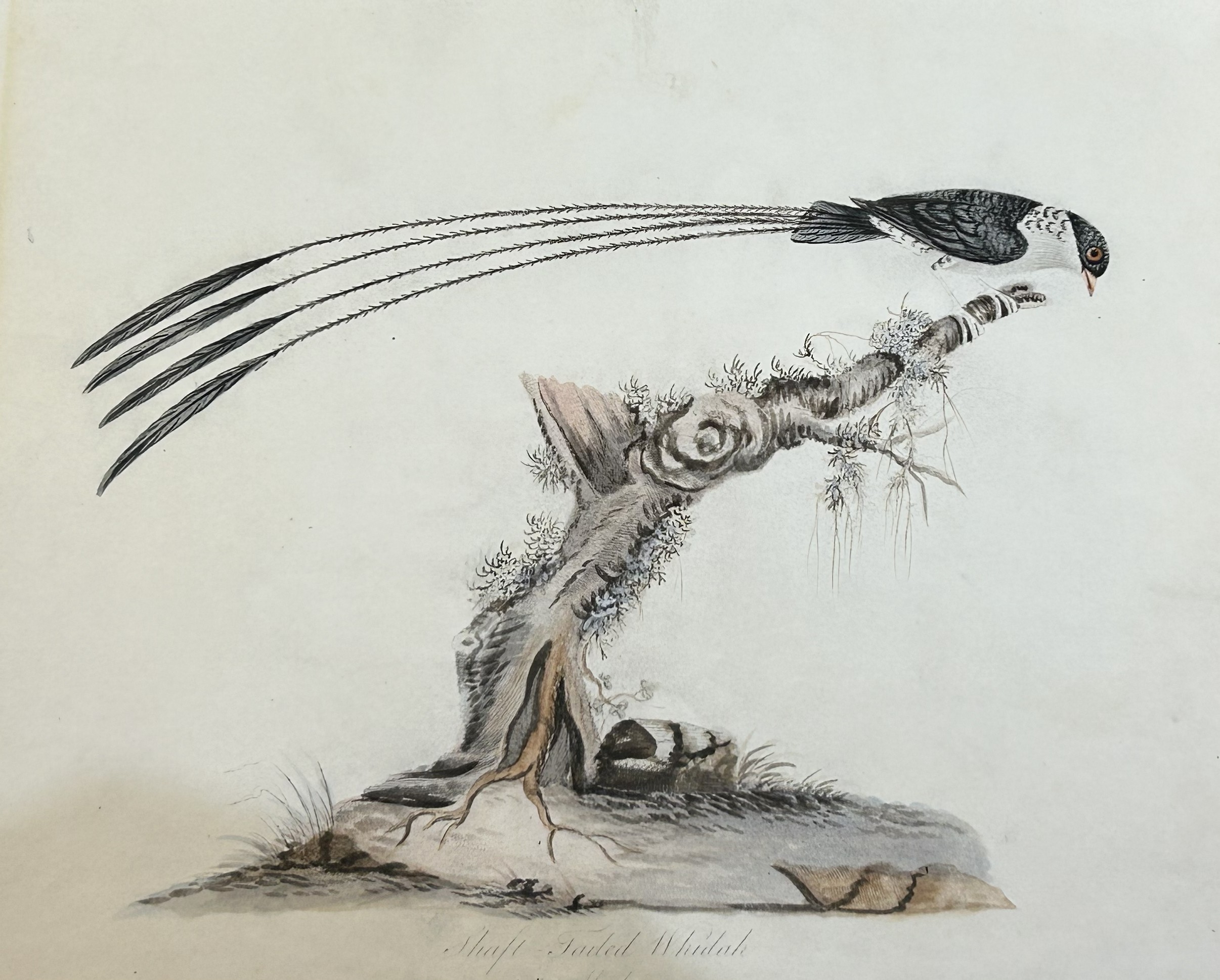 William Hayes - Hand-coloured engraving  of Shaft-tailed Whidah 1817