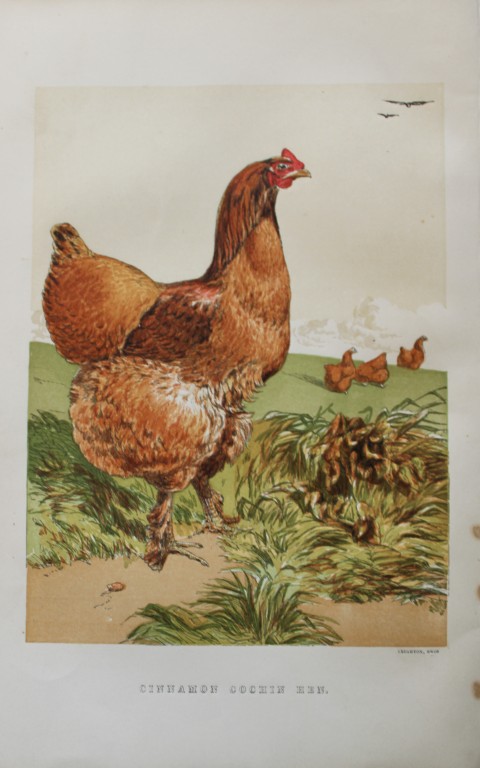 Harrison Weir - Cinnamon Cochin Hen 1867