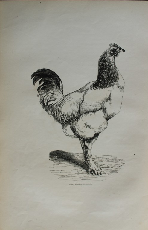 Harrison Weir - 8 uncoloured poulty prints 1867