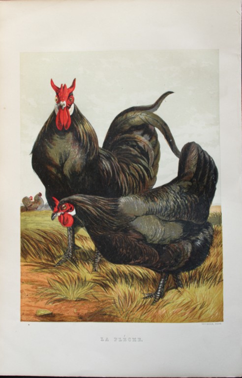 Harrison Weir - La Fleche Chickens 1867