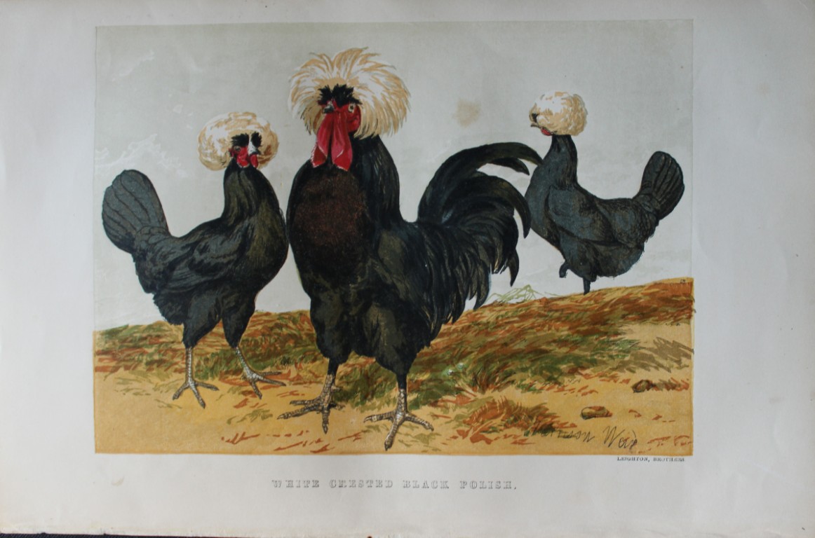 Harrison Weir - White Crested Black Polish 1867
