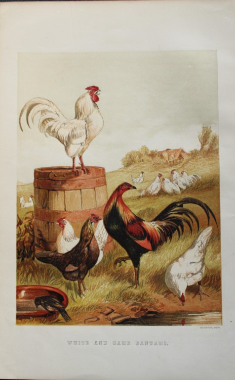 Harrison Weir - White and Game Bantams 1867