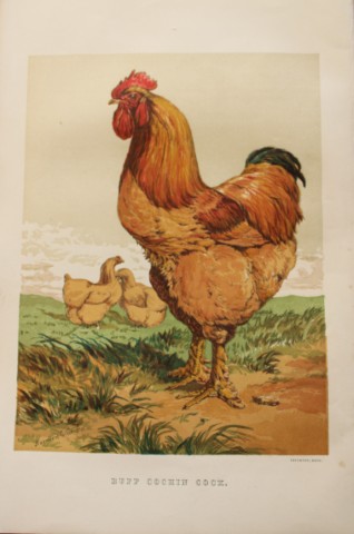 Harrison Weir - Buff Cochin Cockerel 1867