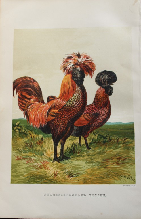 Harrison Weir - Golden Spangled Polish 1867