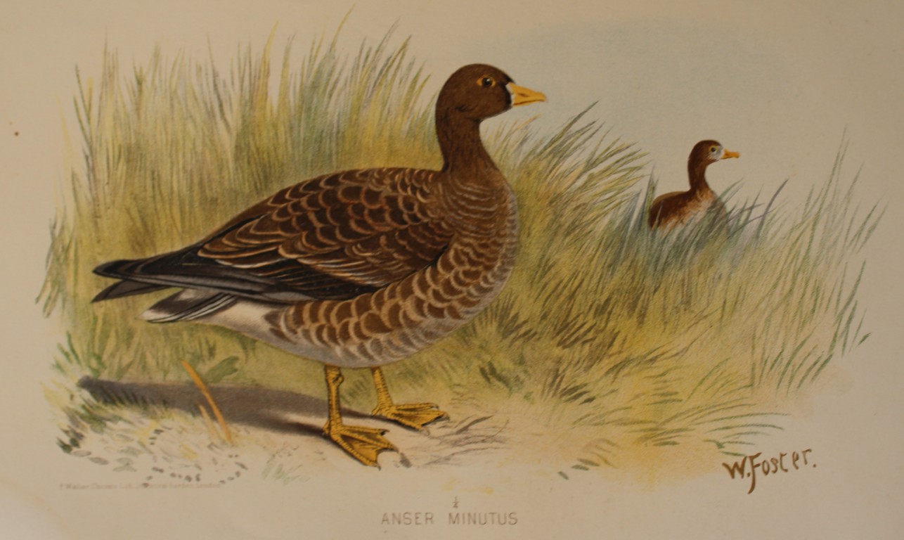 W Foster - Dwarf Goose from Indian Game Birds 1879
