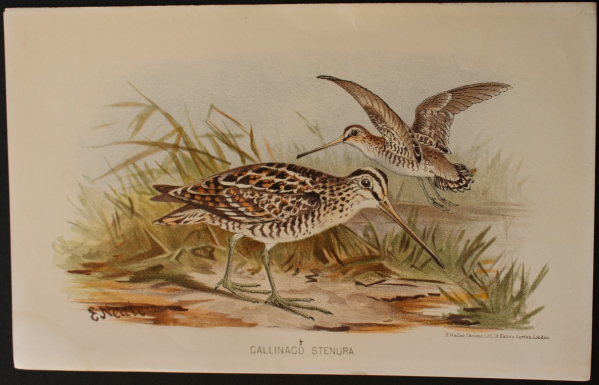 E Neale - Pintail Snipe from Indian Game Birds 1879