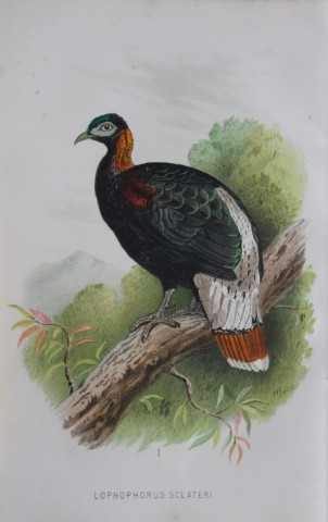 W Foster - Crestless Moonal from Game Birds of India, Burmah and Ceylon 1879