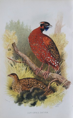 W Foster - Indian Tragopan from Game Birds of India, Burmah and Ceylon 1879